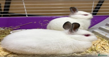 Netherland Dwarf rabbits - Advert 9