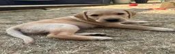 Goldador dogs for sale: **Stunning Goldador** puppies full health checks in Chipping Norton - Advert 3