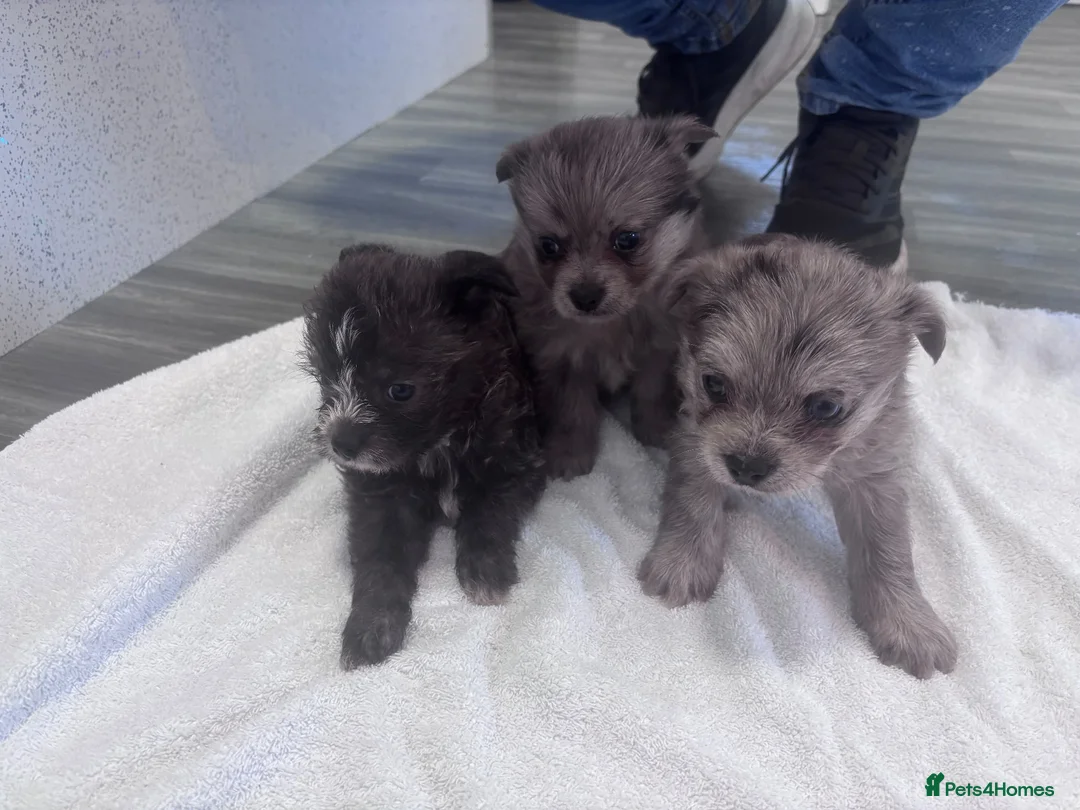 Mixed Breed dogs for sale: Pom x shitzu  in Llanelli - Advert 2
