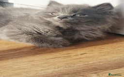 British Longhair cats for sale: Gorgeous Blue British longhair kittens - Image 16