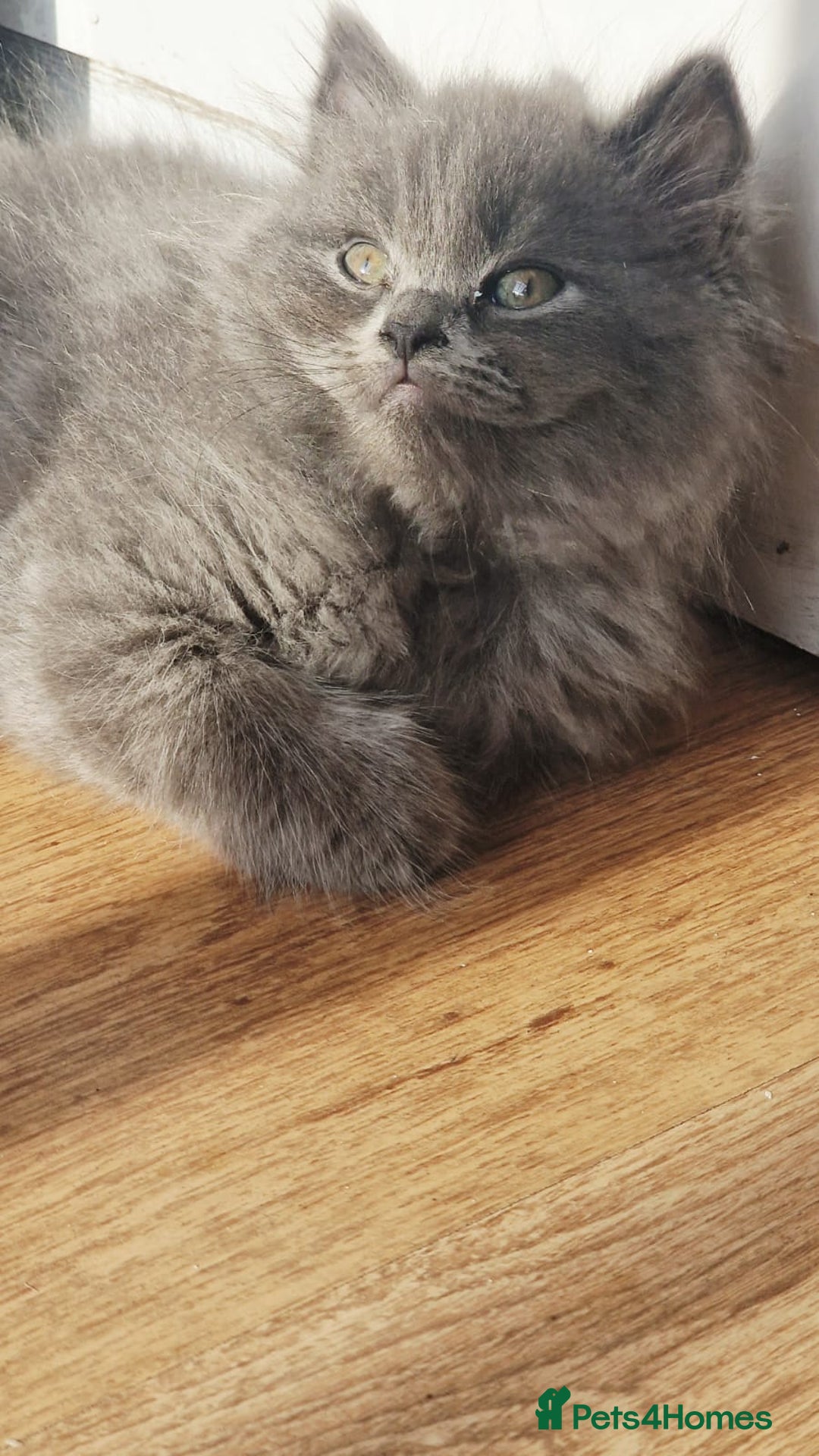 British Longhair cats for sale: Gorgeous Blue British longhair kittens - Image 16