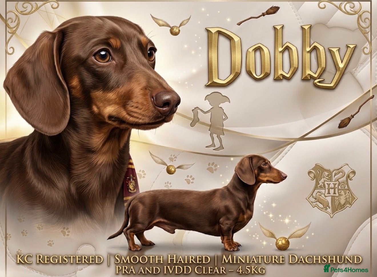Miniature Dachshund dogs Chocolate Tan Smooth Miniature Dachshund - Advert 6