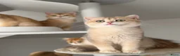 British Shorthair cats for sale: Blue Golden British Shorthair boy 💙 - Advert 8