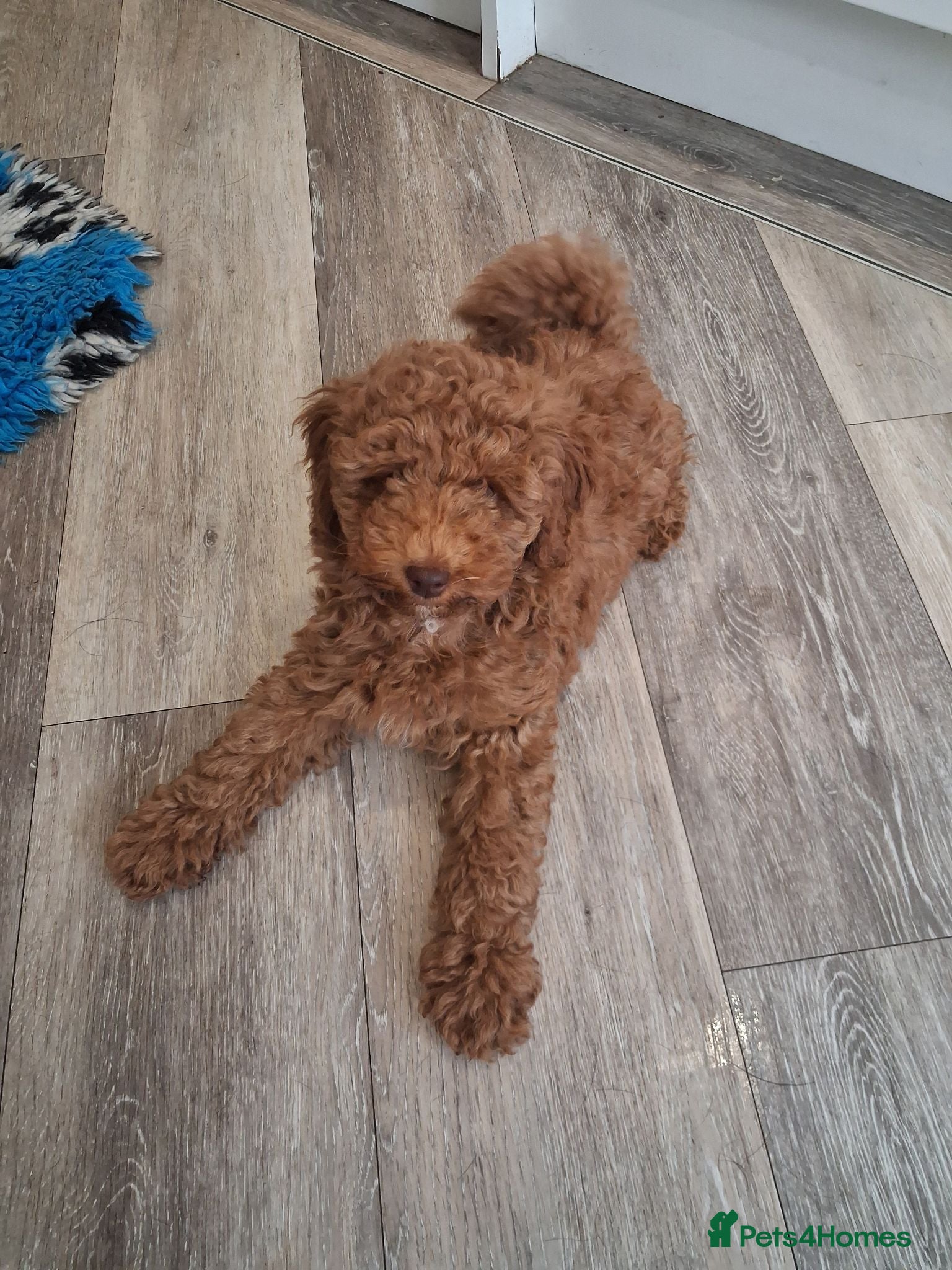 Labradoodle dogs F1B Miniature Labradoodle pups  - Advert 13