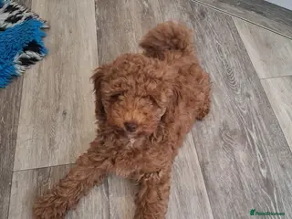 Labradoodle dogs F1B Miniature Labradoodle pups - Advert 13