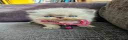 Persian cats for sale: Stunning Top Quality Persian Kittens  - Advert 8