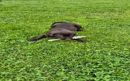 Mixed Breed dogs for sale: GWP X LABRADOR. Ready for new Home. in Castle Douglas - Image 4