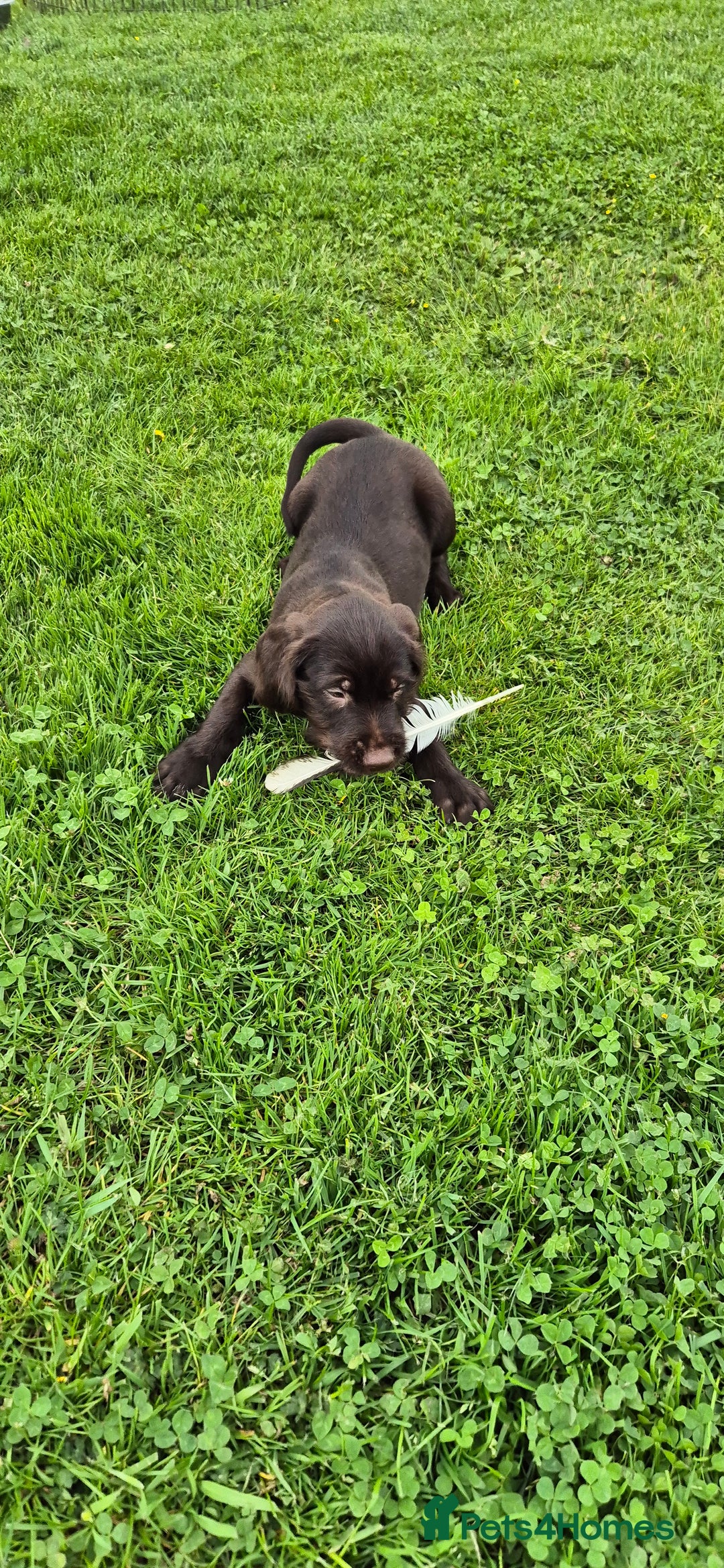 Mixed Breed dogs for sale: GWP X LABRADOR. Ready for new Home. in Castle Douglas - Image 4