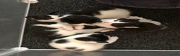 Mixed Breed cats for sale: Kittens for sale  - Advert 17