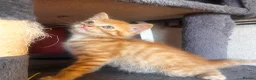 Mixed Breed cats for sale: Beautiful ginger kittens! in Chesterfield - Advert 2