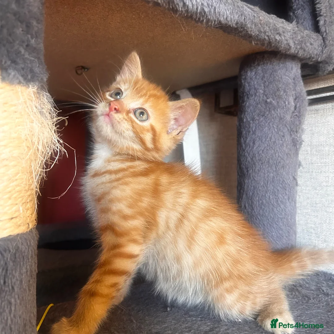 Mixed Breed cats for sale: Beautiful ginger kittens! in Chesterfield - Advert 2