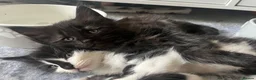 Maine Coon cats for sale: Maine Coon Kittens  - Advert 25