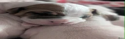 American Bulldog dogs for sale: American bulldogs  - Advert 11