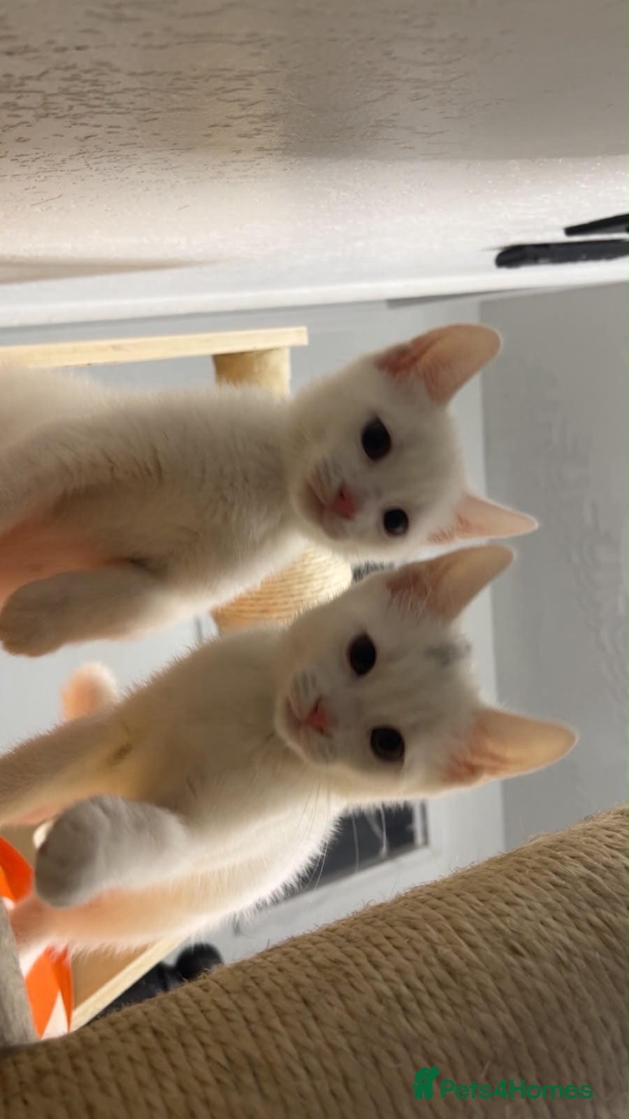 Turkish Angora cats White male&female half Turkish angora - Advert 8