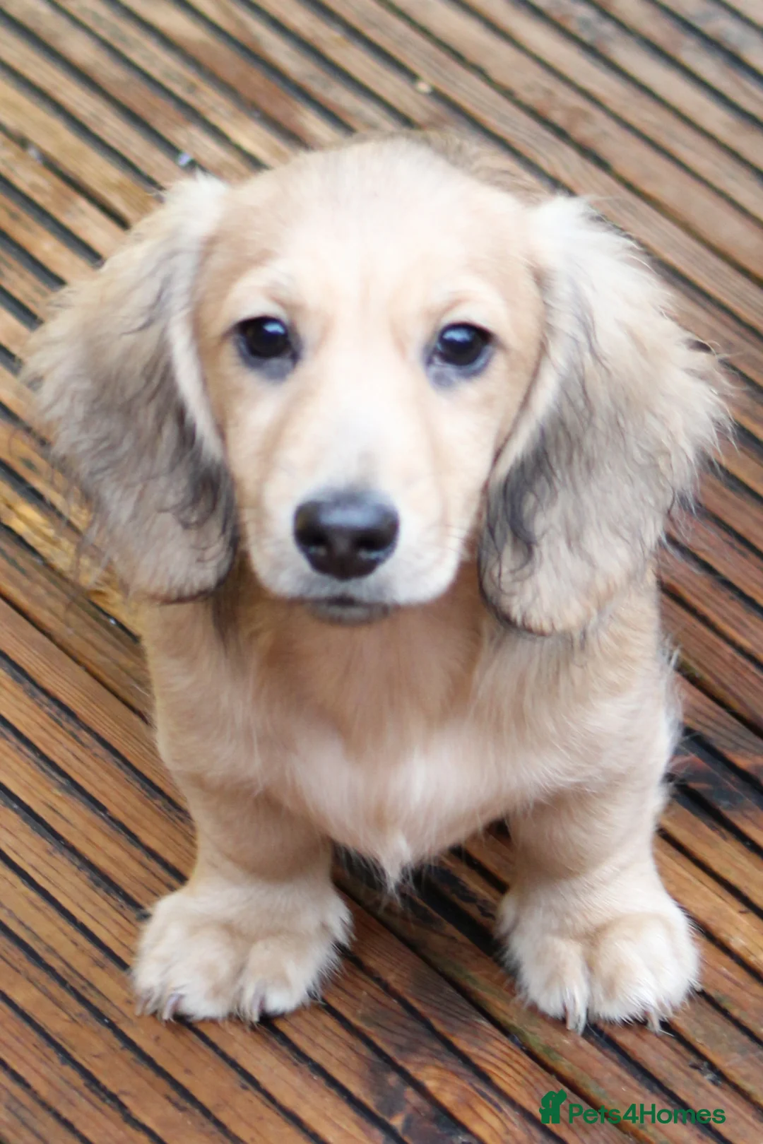 Miniature Dachshund dogs for sale: Cream  Long Hair  - Advert 5
