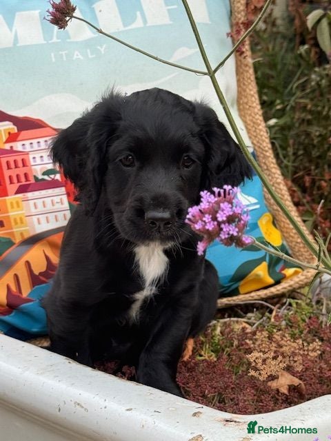 Cocker Spaniel dogs LAST BOY REMAINING KC reg Working Cocker Spaniels - Advert 17