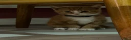 Mixed Breed cats for sale: BSH mix kittens  - Advert 3