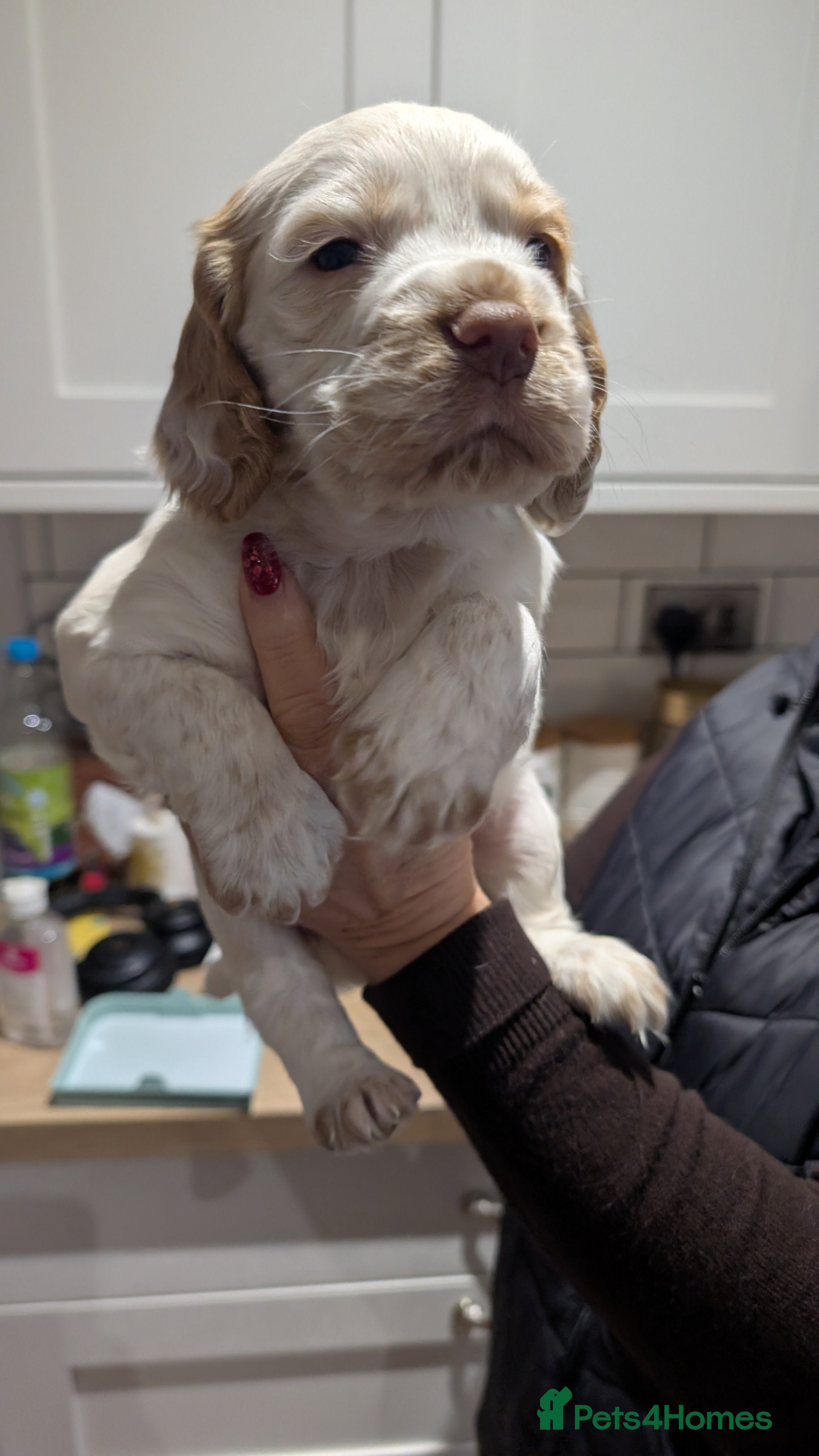 Cocker Spaniel dogs Beautiful Cocker spaniels - Advert 16