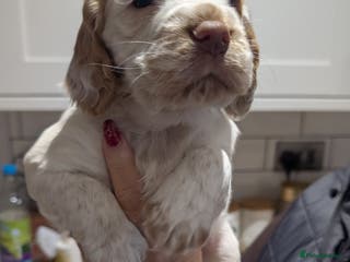 Cocker Spaniel dogs Beautiful Cocker spaniels - Advert 16