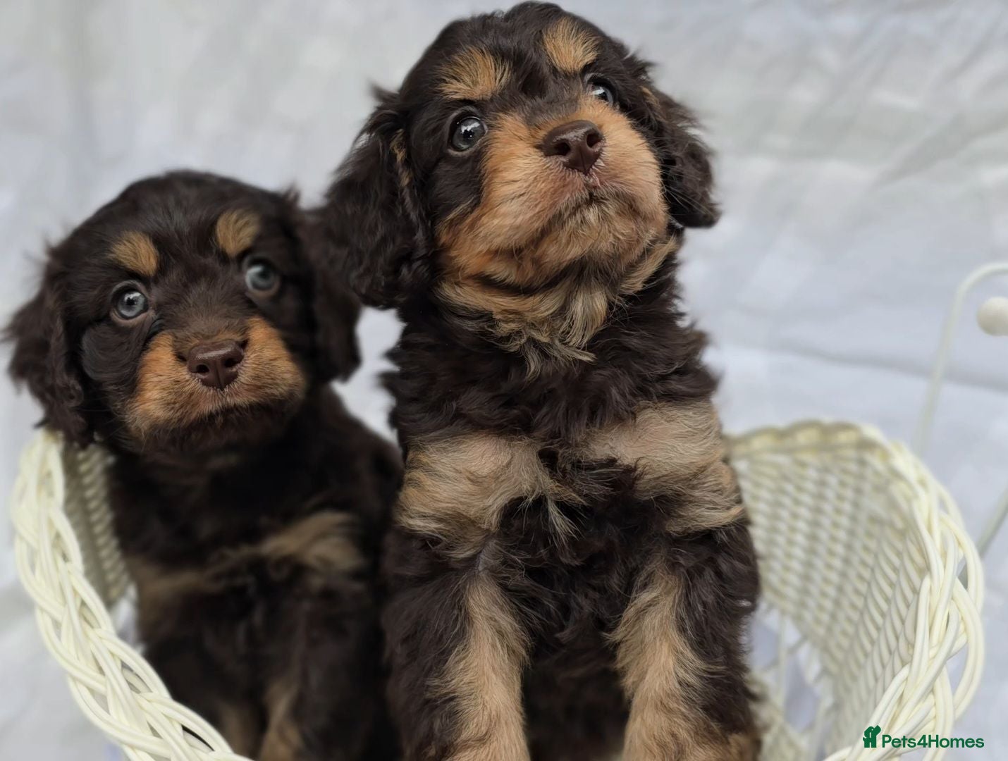 Cavapoo dogs Miniature dark chocolate & tan F1 Cavapoo puppies  - Advert 1