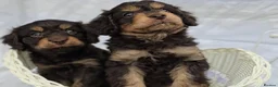 Cavapoo dogs for sale: Miniature rich chocolate & tan Cavapoo puppies  - Advert 6