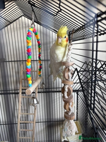 Cockatiels birds - Advert 1