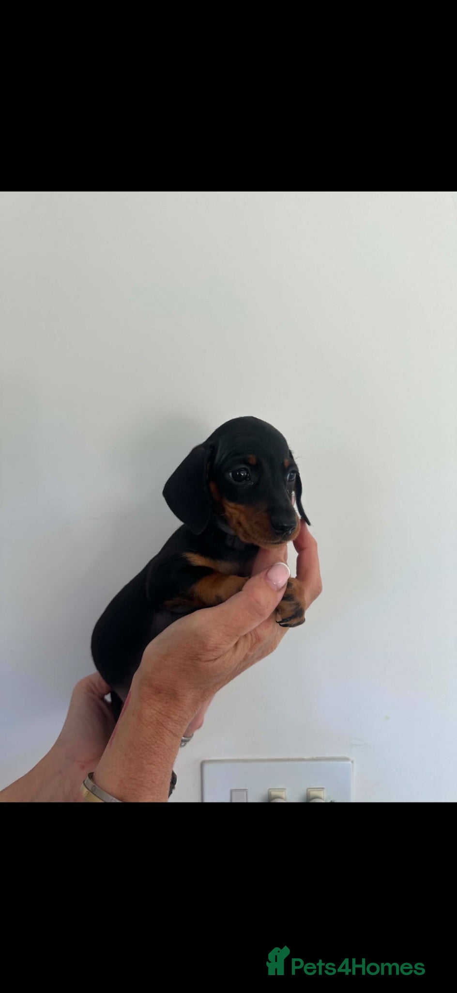 Miniature Dachshund dogs Kennel club registered mini dachshund puppies  - Advert 2