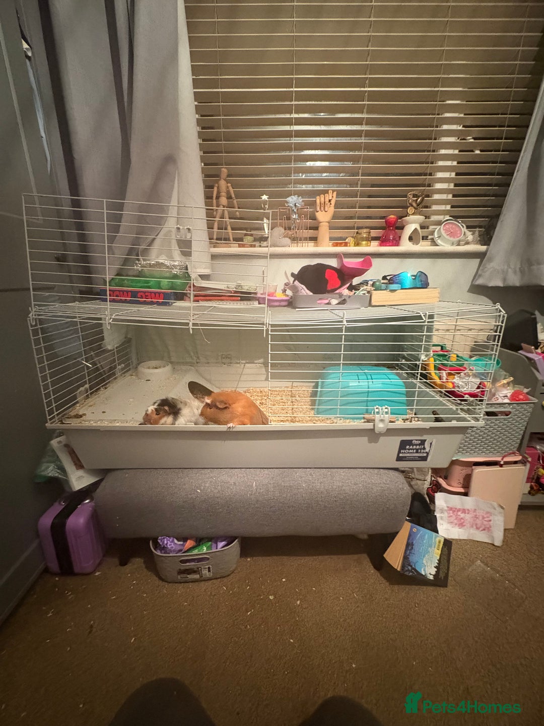 Guinea Pig rodents for sale: 2 male guinea pigs  - Advert 5