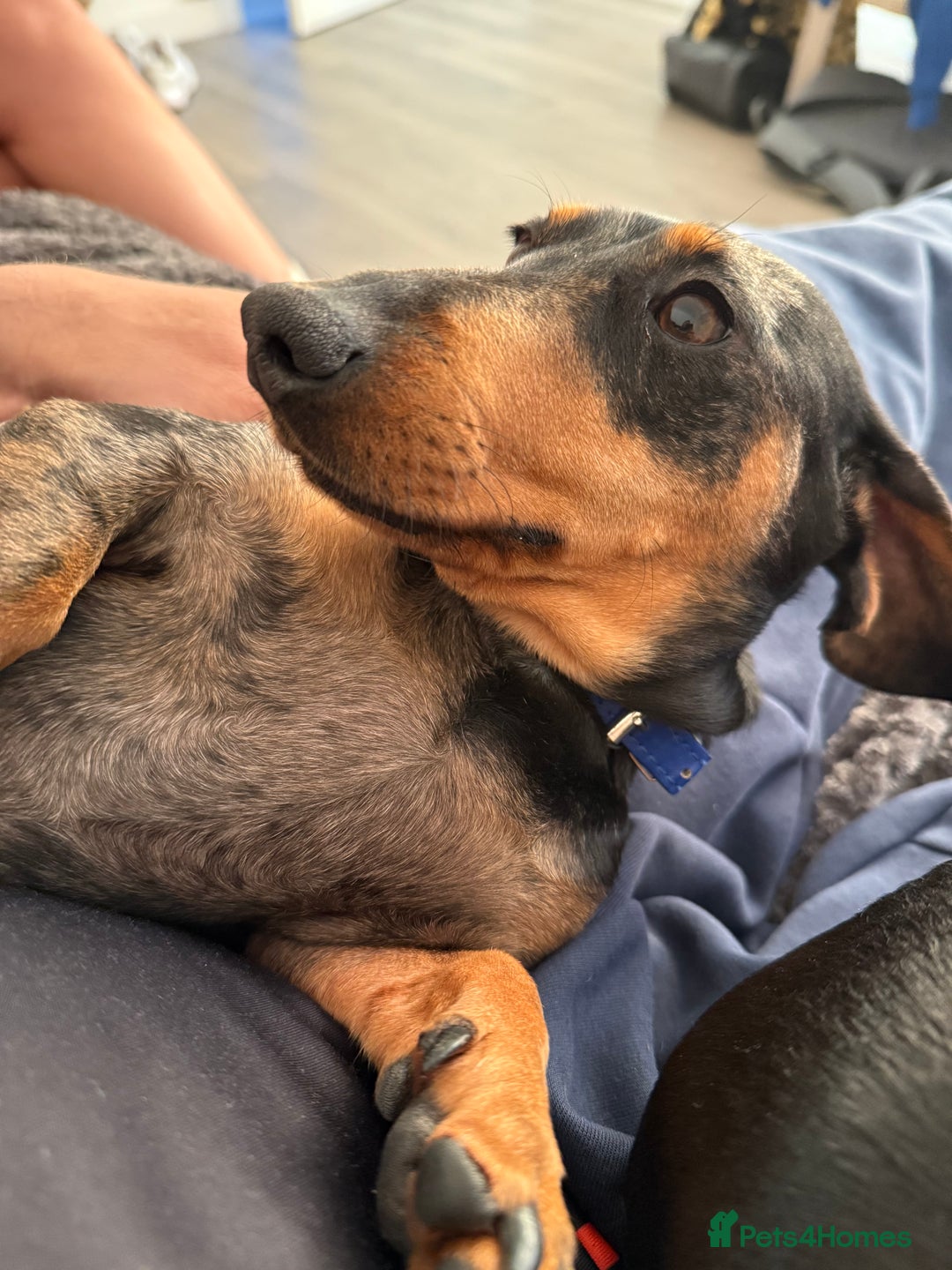 Miniature Dachshund dogs for sale: LADY & RUBY - Advert 4