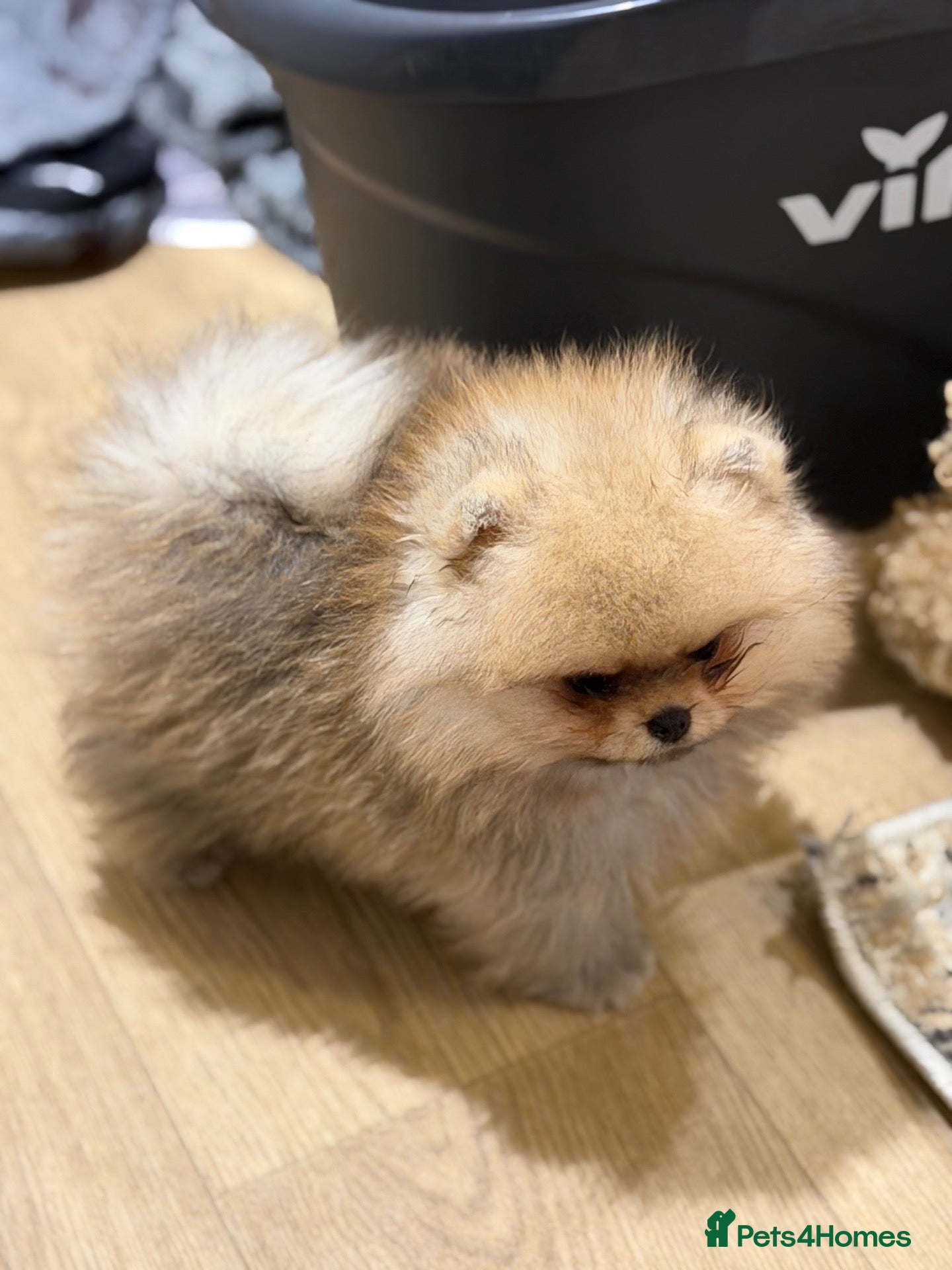 Pomeranian dogs for sale: Micro size teddy  face  - Advert 1