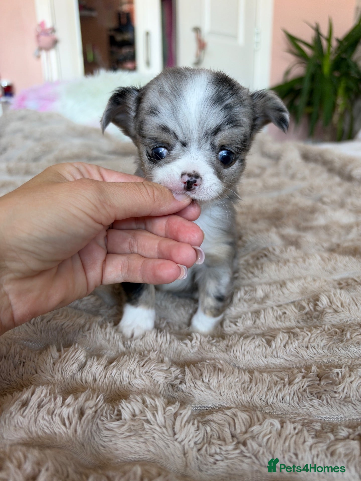 Chihuahua dogs Beautiful Longhair Chihuahuas  - Advert 4