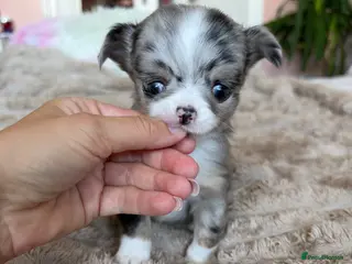 Chihuahua dogs Beautiful Longhair Chihuahuas - Advert 4