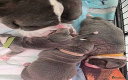 Olde English Bulldogge dogs for sale: Olde English Bulldog Puppies NEBBR Derby - Image 9