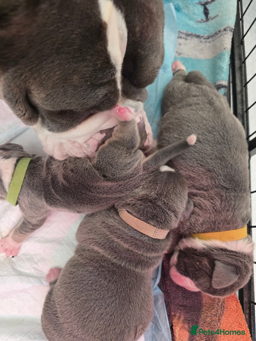 Olde English Bulldogge dogs for sale: Olde English Bulldog Puppies NEBBR Derby - Image 9