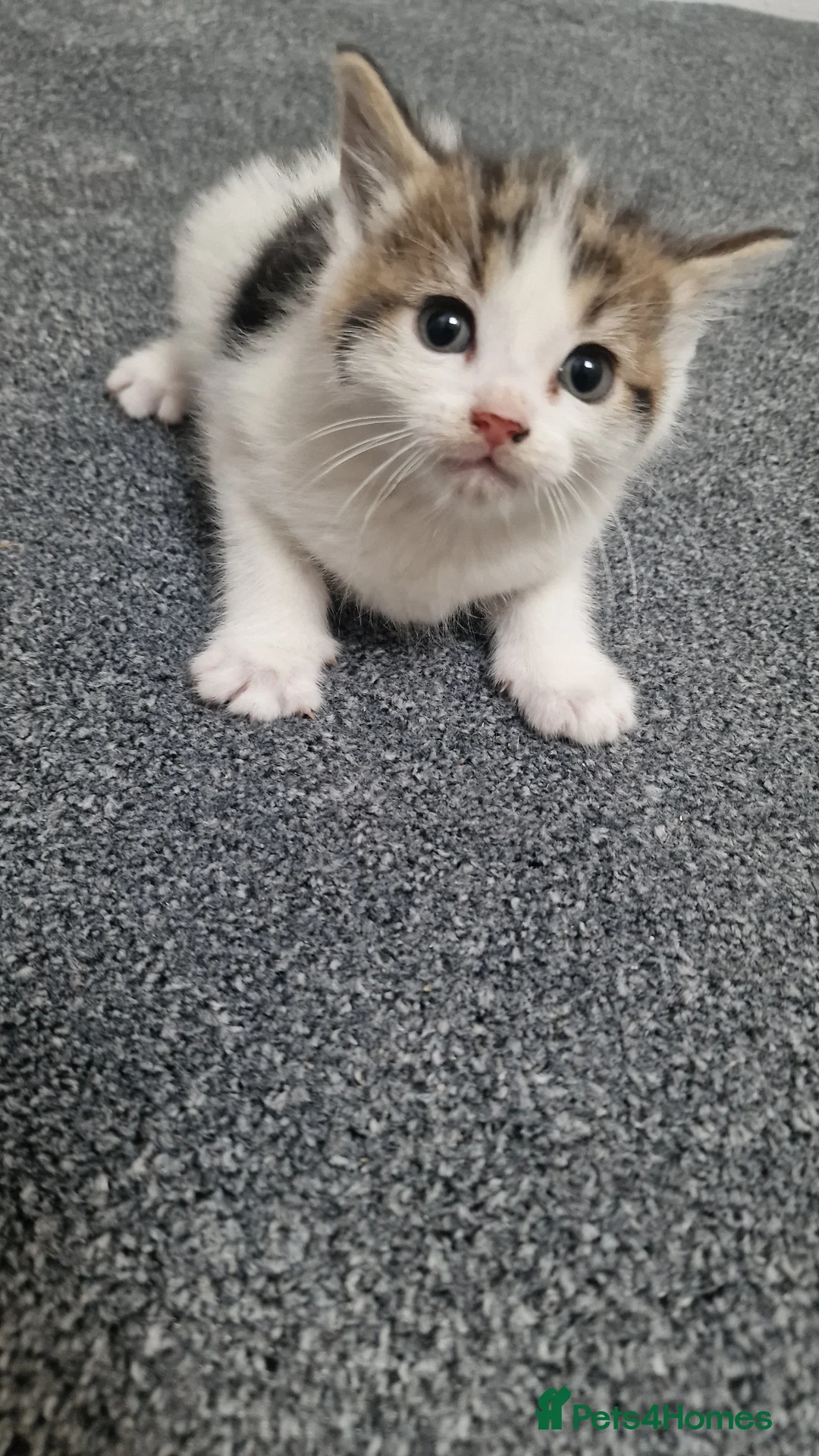 Mixed Breed cats for sale: 4 stunning tabby kittens for sale  - Advert 9