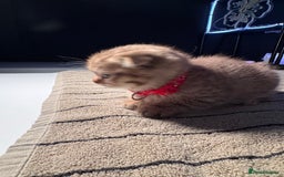 Scottish Fold cats for sale: ⭐️ Beautiful Scottish Folds ⭐️ - Image 14