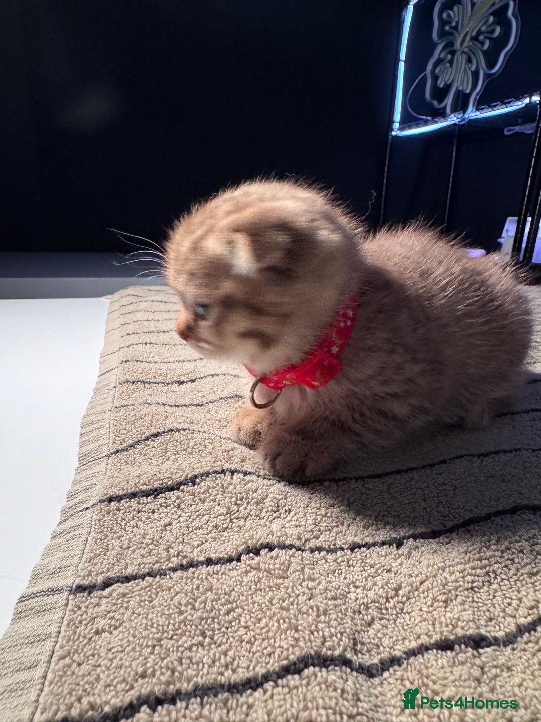 Scottish Fold cats for sale: ⭐️ Beautiful Scottish Folds ⭐️ - Image 14