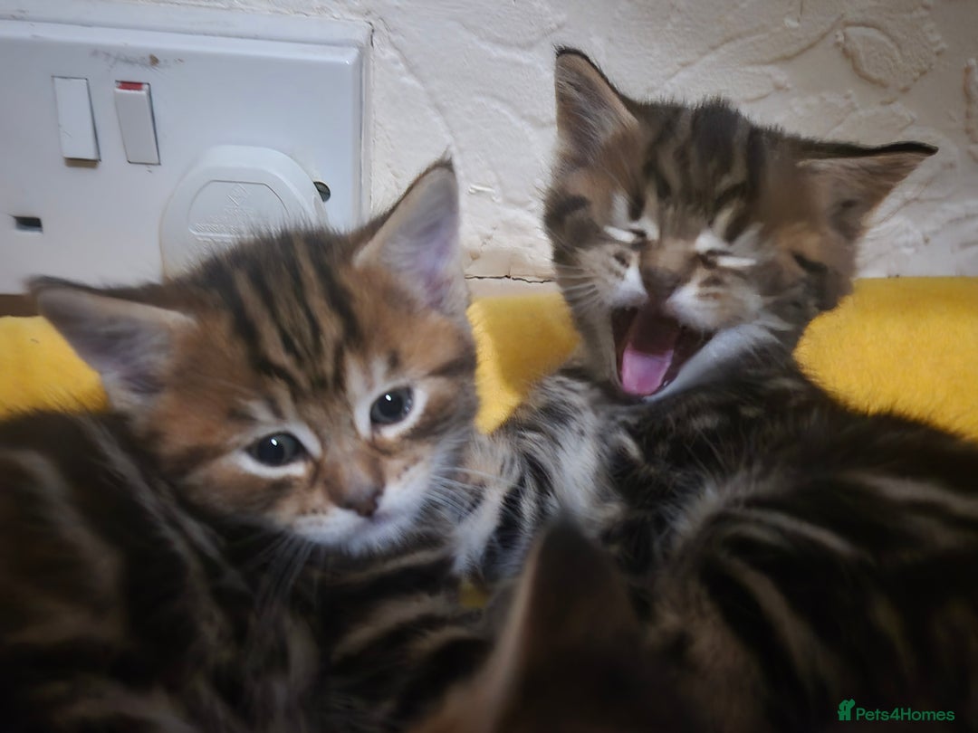 Maine Coon cats for sale: Maine coon x for sale - Advert 7