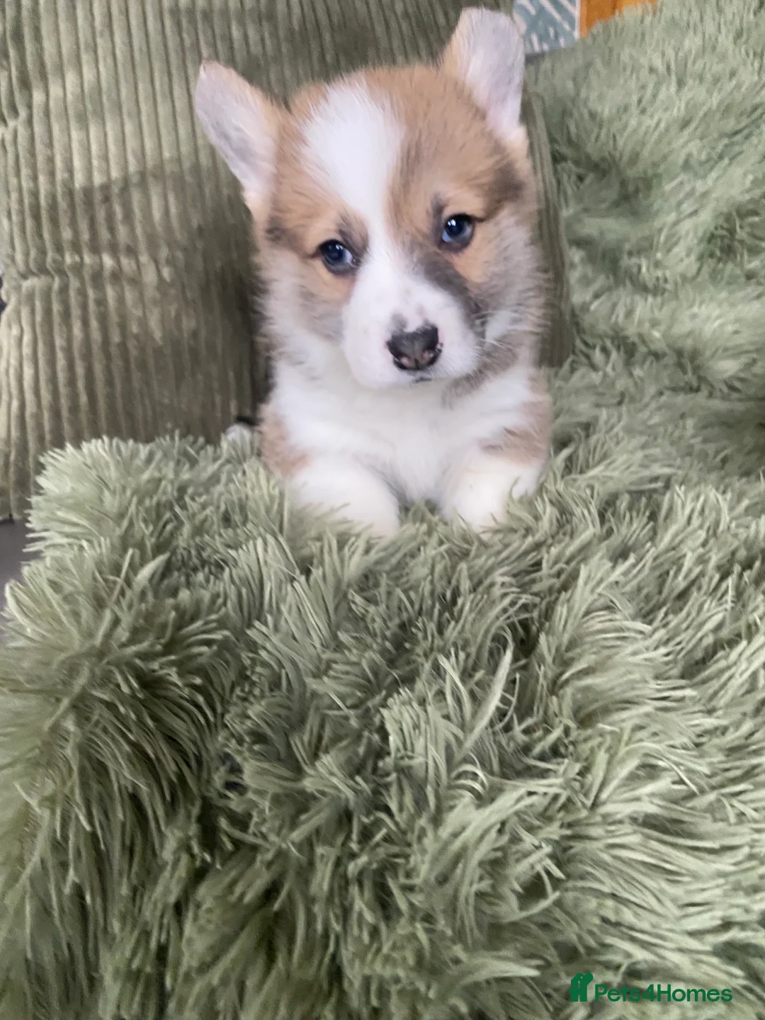 Welsh Corgi Pembroke dogs for sale: Pembroke Welsh corgi puppies  - Advert 9