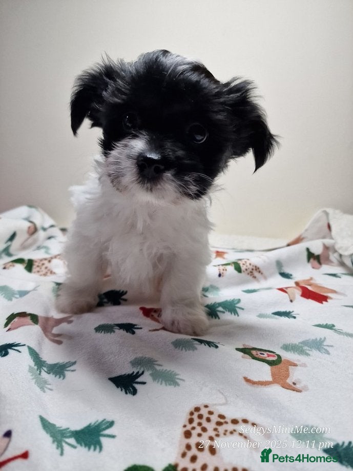 Mixed Breed dogs Male BieChi Biewer Terrier x Chihuahua pup  - Advert 1