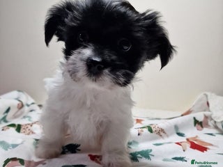 Mixed Breed dogs Male BieChi Biewer Terrier x Chihuahua pup - Advert 3