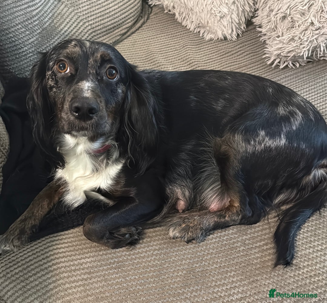 Sprocker dogs for sale: Sprocker puppies  - Advert 14
