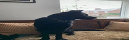 Mixed Breed dogs for sale: 3/4 German Shepherd X 1/4 Labrador  - Advert 5