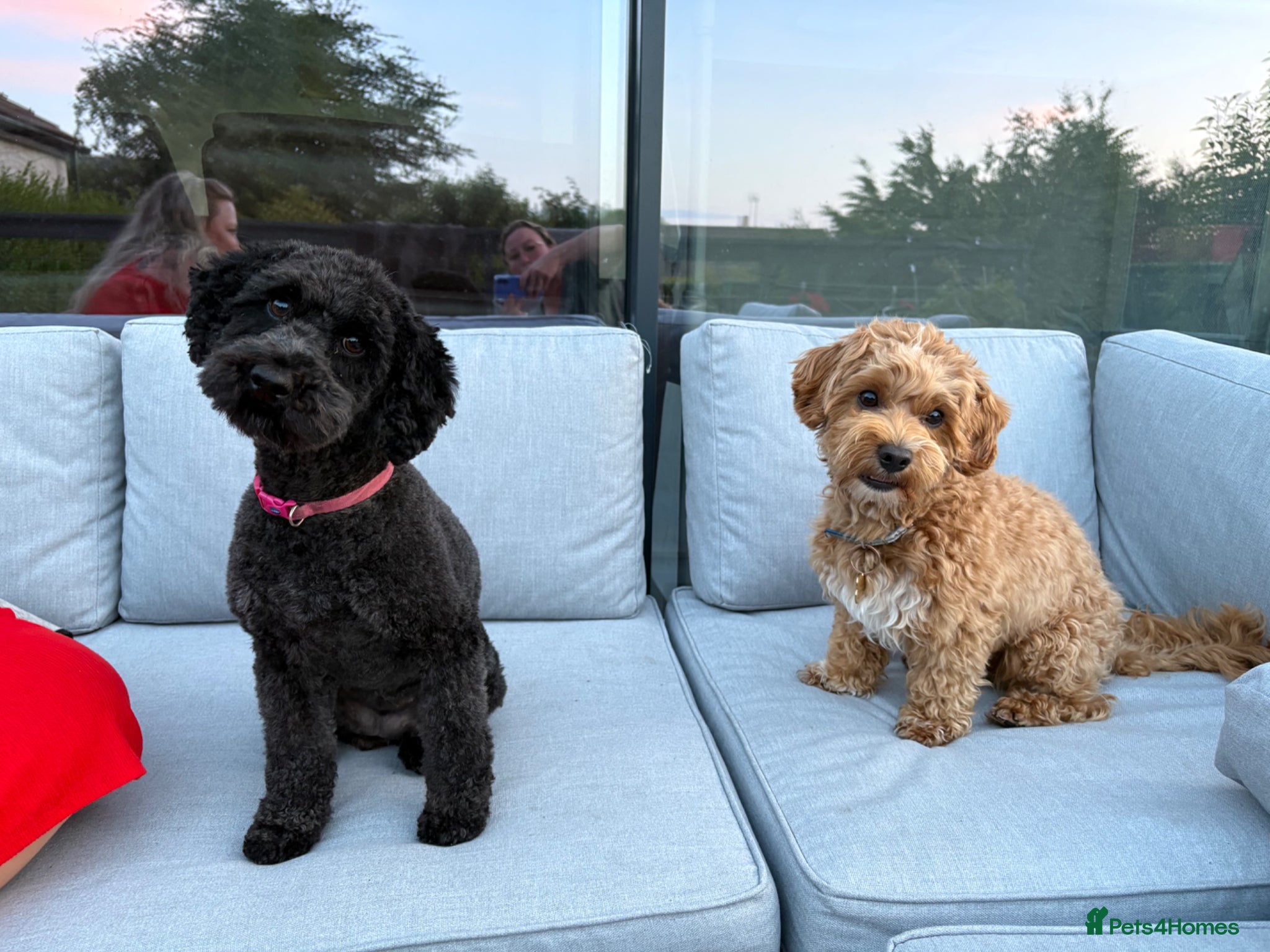 Maltipoo dogs F1b Maltipoo puppies - Advert 1