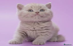 British Shorthair cats for sale: Cute pedigree lilac British shorthair kittens - Image 7