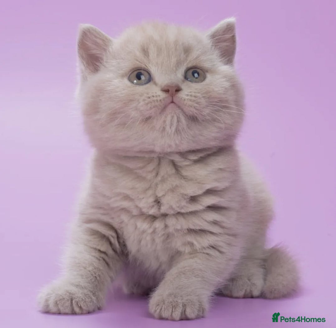 British Shorthair cats for sale: Cute pedigree lilac British shorthair kittens - Image 7