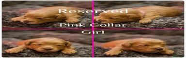 Cavapoochon Puppy 1