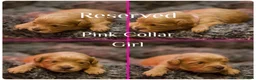 Cavachon dogs for sale: 5 ⭐️Gorgeous F1 Fox Red boy Cavapoochon. - Advert 35