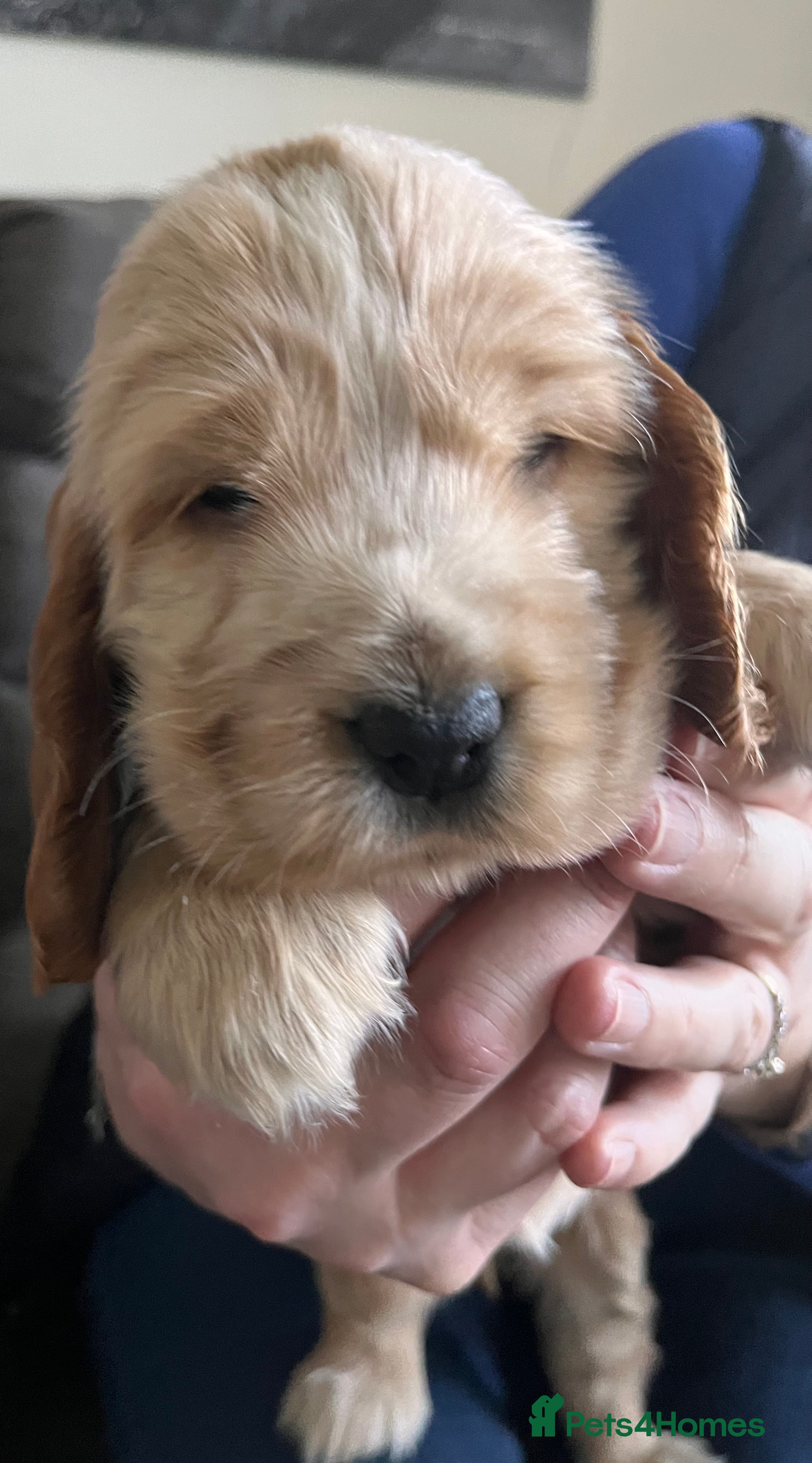 Cocker Spaniel dogs Show type Cocker Spaniels - Advert 13