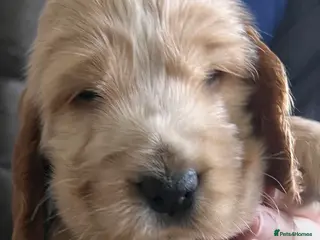 Cocker Spaniel dogs Show type Cocker Spaniels - Advert 13